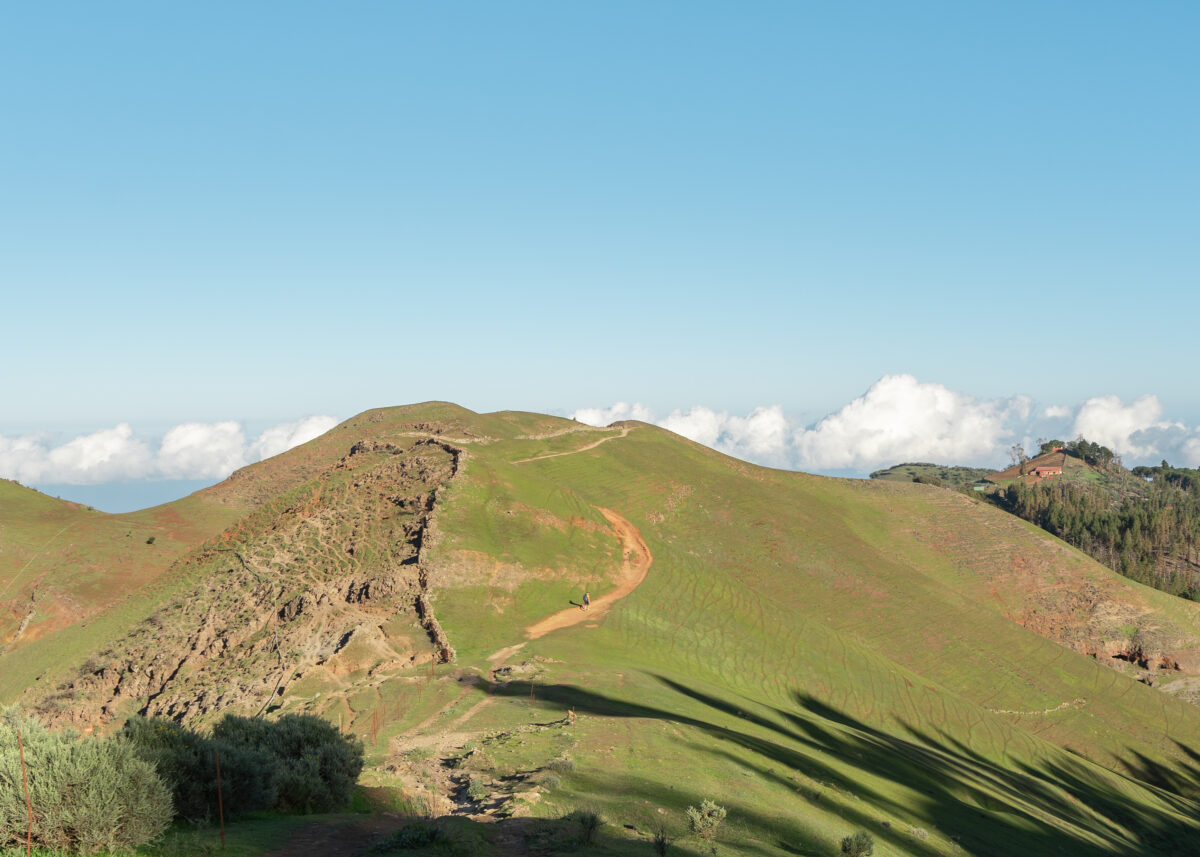 Pinos de Gáldar