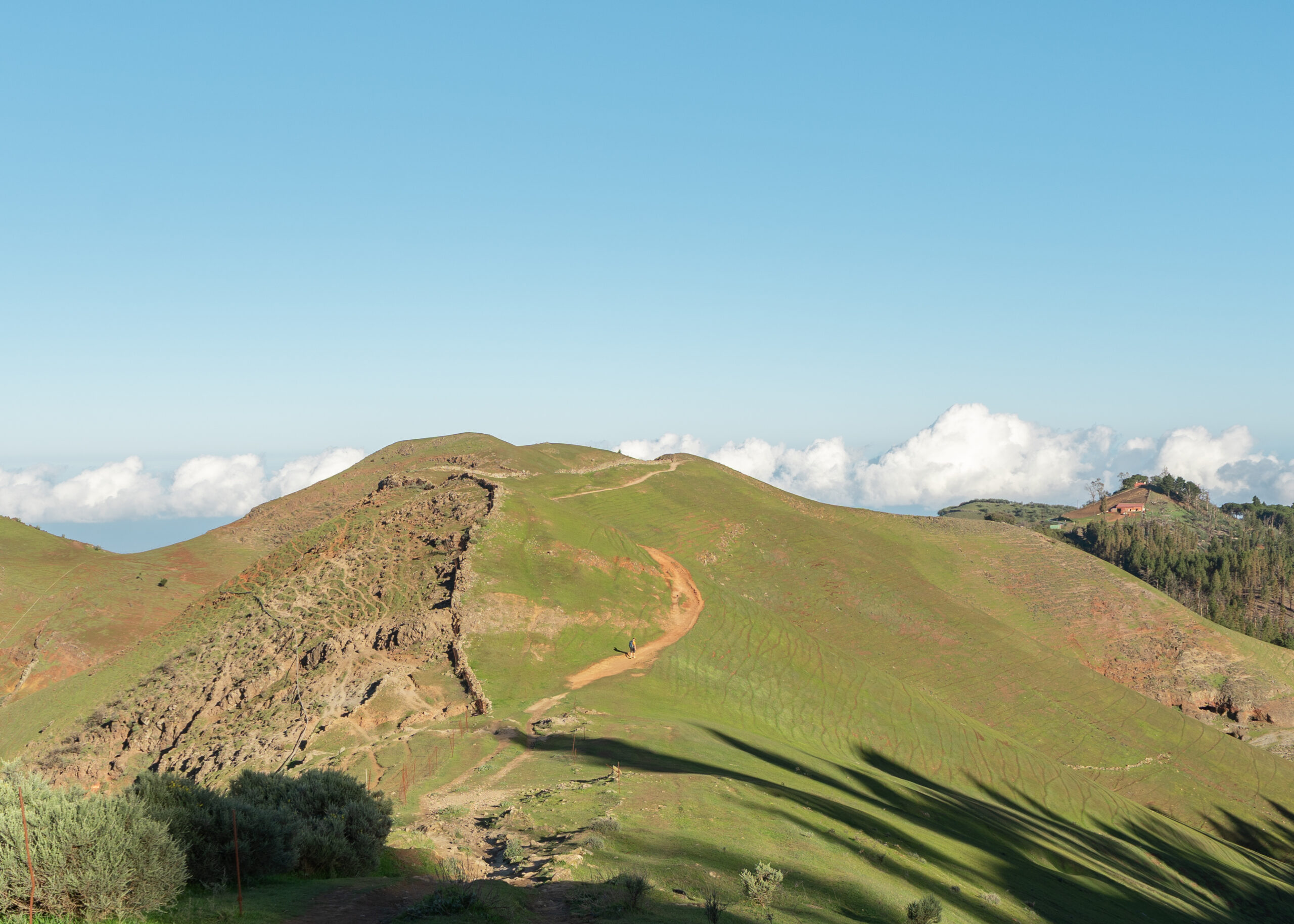 Pinos de Gáldar